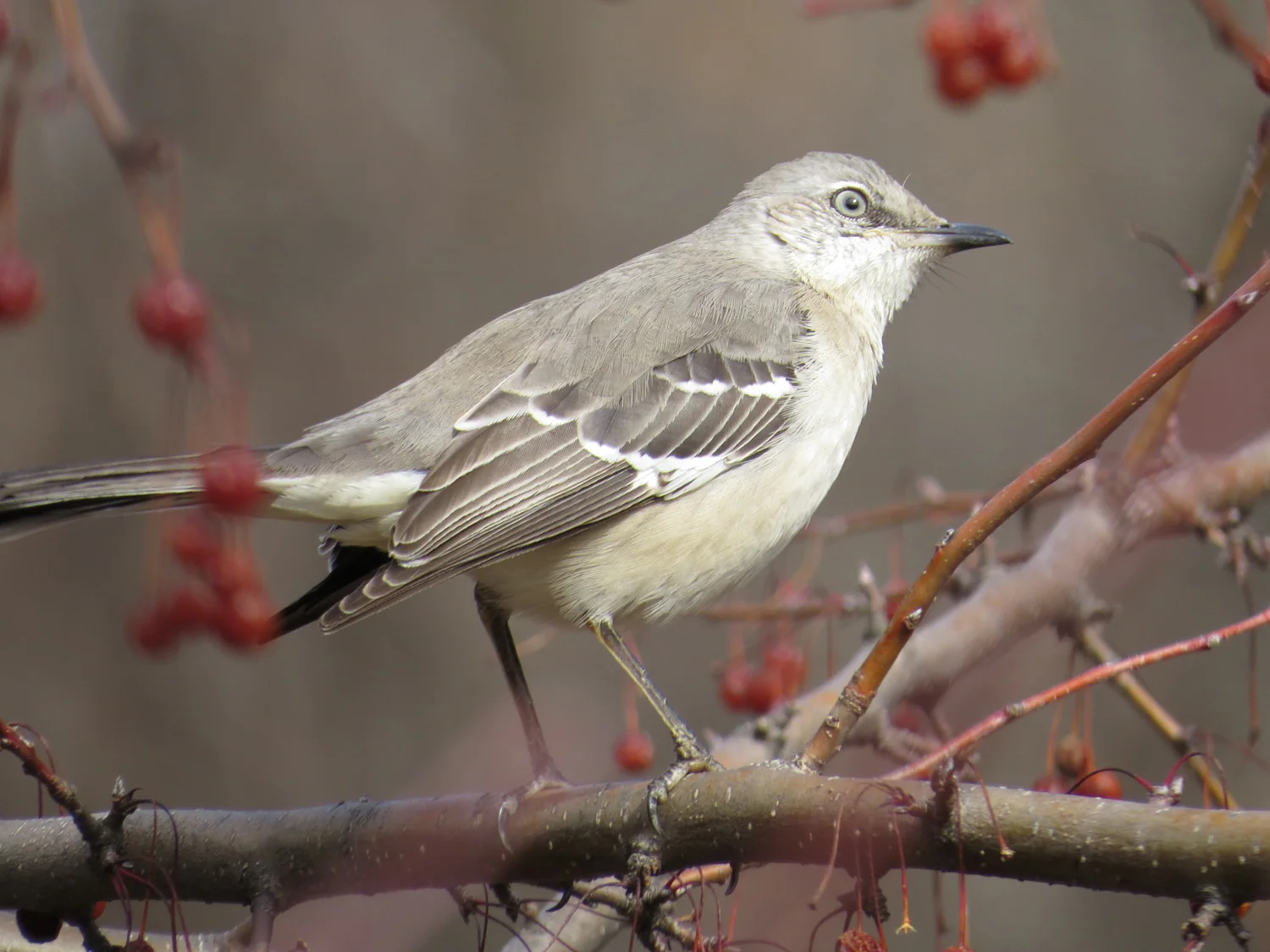 Mockingbirds — Susan Kirby